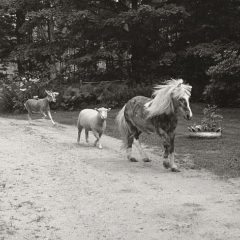 Black and white photo of a goat, sheep, and pony walking in line down a dirt road.