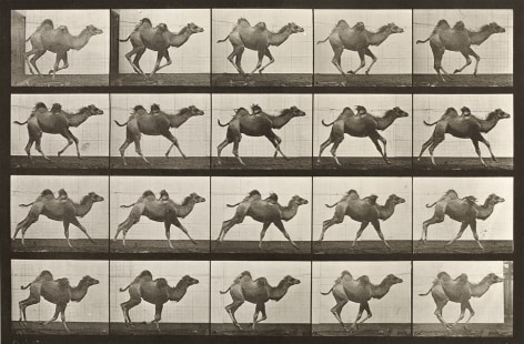 Sequence of black and white photos showing movement of a galloping camel.