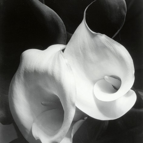 high contrast black and white photo showing a close up of two calla lily blossoms.