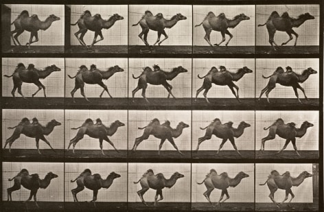 Sequence of black and white photos showing a camel galloping.
