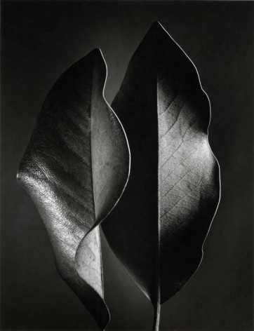 Ruth Bernhard N&ordm;7 Two Leaves