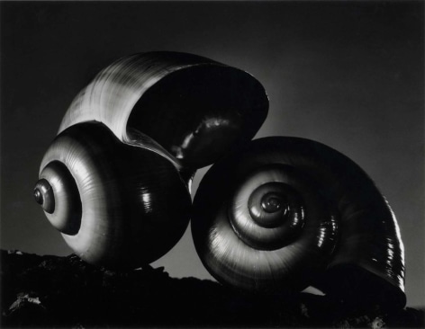 Ruth Bernhard N&ordm;5 Two Shells