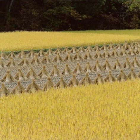 A golden field of harvested rice, with rice straw bundled and left to dry in the sun—cutting diagonally across the image. 