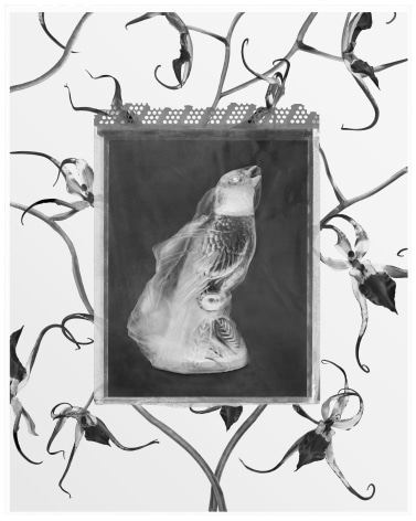 Collage image showing black and white floral imagery juxtaposed with black and white negative image of a wrapped bird sculpture in the center.