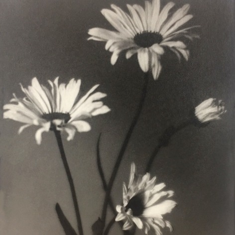Taizo Kato still life of four flowers gelatin silver print 1924