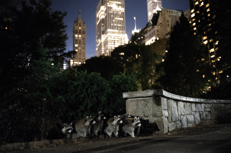 Hillary Swift Raccoons, Central Park, NYC, 2016
