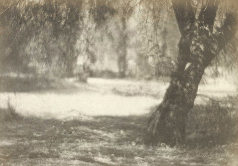 Black and white photo of a grove of trees, sunlight dapples the ground.