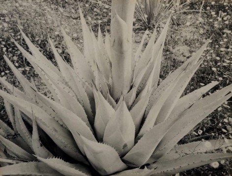 ANSEL ADAMS (American: 1902 - 1984)&nbsp;, Yucca Plant (c.1928)