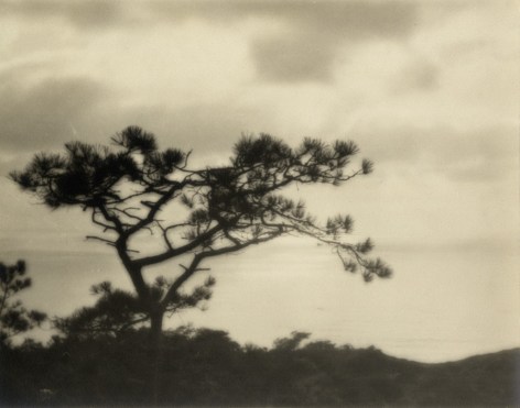 Black and white photo of a pine tree silhouetted abasing the Pacific Coast.