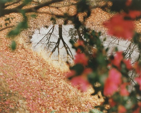 Color photo of a puddle in hollow, surrounded by petals from tree blossoms, which can be seen out of focus in the foreground.