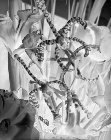 Black and white negative photograph of an orchid plant.