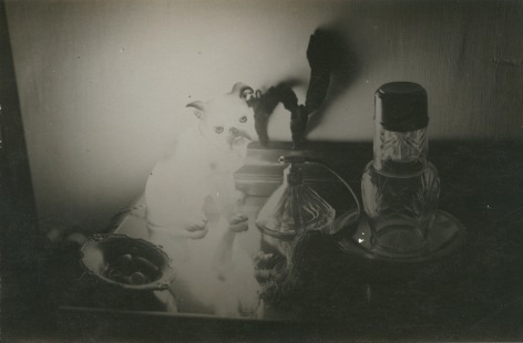 Black and White photo of a still life with a lamp shaped like a dog.