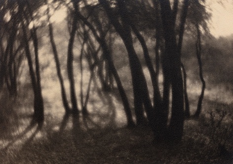 Black and white image: light beaming radiantly through a copse of trees.