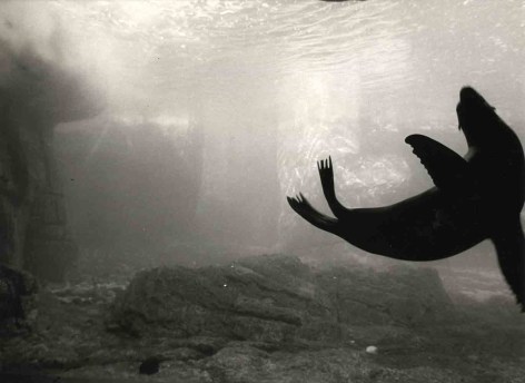 Sylvia Plachy Dancing Seals, 2005