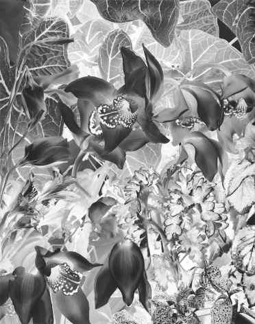 Black and white photographic image of plant leaves and flowers.