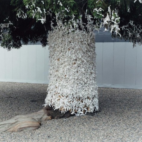 Color photo of a large tree trunk in a gravel lot, the trunk is covered with small white slips of paper. 