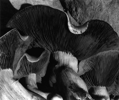 Willard Van Dyk Mushrooms, circa 1934