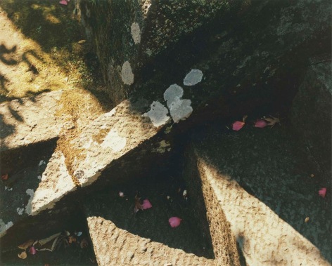 Color photo of a composition created by shadow, petals, moss, and rocks on the ground