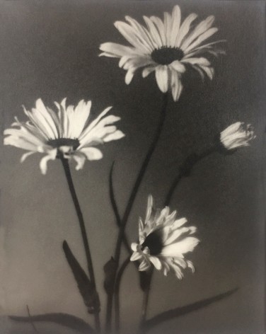 Black and white photo of three daises, one yet to bloom.