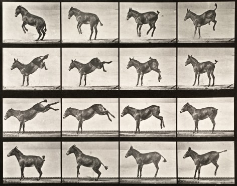 Sequence of black and white photos showing movements of kicking donkey.