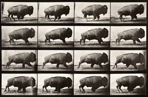 Sequence of black and white photos showing movements of a galloping buffalo.