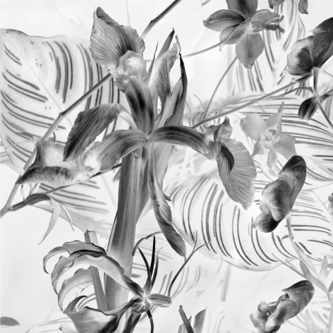 Negative black and white photo of an iris