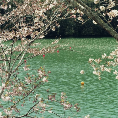 Color photo of a lake with colorful buoys seen through blossoming trees.