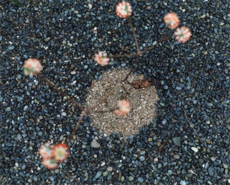 Color photo of a a budding plant, seen from about&mdash;the plant is out of focus, the focus is on the circle of gravel surrounding where it is planted.