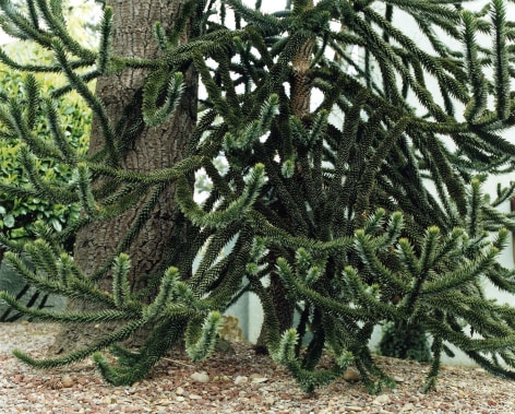 Color photo showing curling evergreen trees branches, tree trunks, and the ground where they are planted.