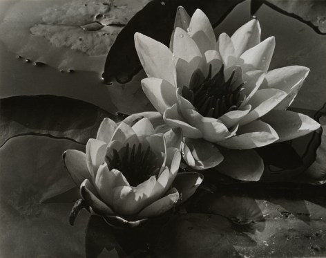 ALMA LAVENSON (American: 1897 -1989), Waterlilies.(1932)