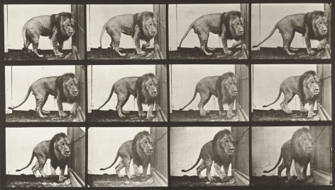 Sequence of black and white photos showing male lion walking and turning around.
