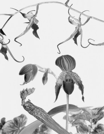 Black and white negative photograph of an orchid