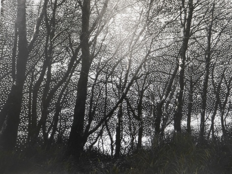 Harold Jones Ireland / Forest, 1981