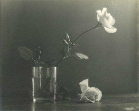Black and white image with soft focus showing a still life: a glass has one white rose in it, another white rose lies to the right.