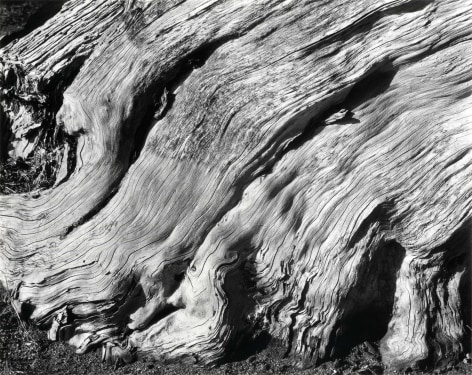 Edward Weston Cypress, Point Lobos, 1929