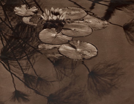 Black and white image: Water Lily #3, ca. 1929