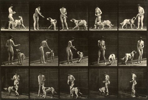 Eadweard Muybridge Plate 514 Feeding a Dog