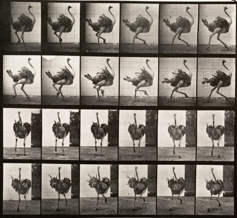Sequence of black and white photos showing the movements of a running ostrich