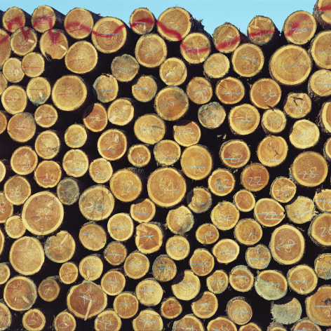 Tight cropped rn color ephoto of the cricular pattern created by the sawed off ends of a large pile logged trees. A glimpse of blue sky is visible at the top of the frame, and numbered markings are visible on the sawed end of the logs.