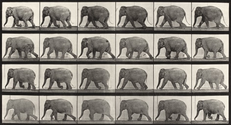 Sequence of black and white photos showing an elephant walking