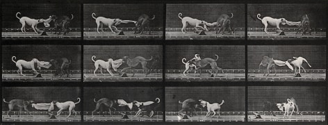 Sequence of black and white photos showing dogs tugging at a towel