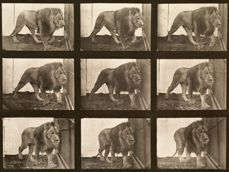 Sequence of black and white photos showing a male lion pacing.