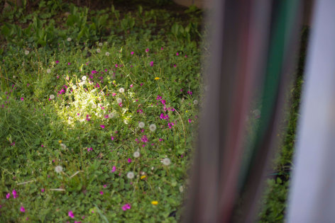 Color photo of sunlit patch of flowers and grass, with out of focus draped fabric in the foreground.