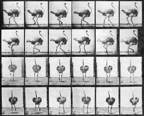 Sequence of black and white photos showing movement of a running ostrich.