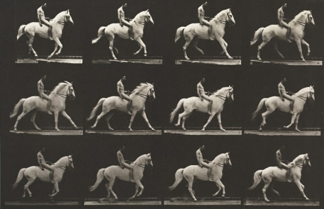 Sequence of black and white photos showing the movements of a horse with a bareback rider