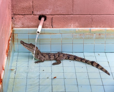 Photo oa an alligator in an empty pink and blue swimming pool, standing below water running from a pipe.