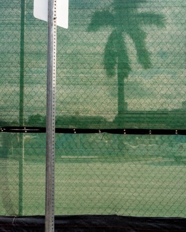 Silhouette of a pam tree abasing a green trap on a chain link fence with a street sign in the foreground.
