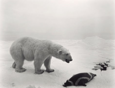 Hiroshi Sugimoto  Polar Bear, 1976