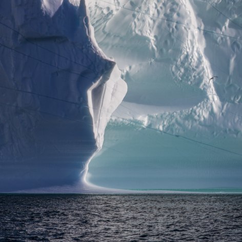 Color photo of giant iceberg in a bay, dwarfing a large seabird seen flying near them. 