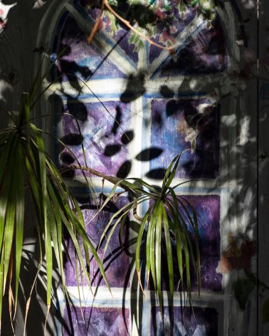 Plant and plants shadows in front of a wall with a decorative mural.
